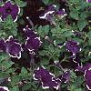 Petunia 'Merlin Blue Picotee', flowers
