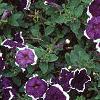 Petunia 'Merlin Blue Picotee', flowers