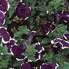 Petunia 'Merlin Blue Picotee', flowers