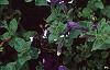 Petunia 'Merlin Blue Picotee', flowers