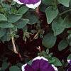 Petunia 'Merlin Blue Picotee', flowers