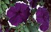 Petunia 'Merlin Blue Picotee', flowers