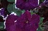 Petunia 'Merlin Blue Picotee', flowers