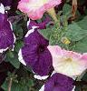 Petunia 'Merlin Blue Picotee', flowers
