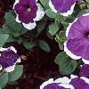 Petunia 'Merlin Blue Picotee', flowers