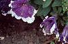 Petunia 'Merlin Blue Picotee', flowers