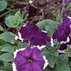 Petunia 'Merlin Blue Picotee', flowers