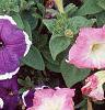 Petunia 'Merlin Blue Picotee', flowers