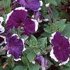 Petunia 'Merlin Blue Picotee', flowers