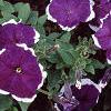 Petunia 'Merlin Blue Picotee', flowers