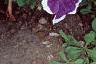 Petunia 'Merlin Blue Picotee', flowers
