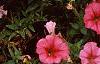 Petunia milliflora 'Fantasy Crystal Red', habit