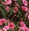 Petunia milliflora 'Fantasy Crystal Red', habit