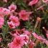 Petunia milliflora 'Fantasy Crystal Red', habit