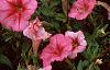 Petunia milliflora 'Fantasy Crystal Red', habit