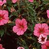 Petunia milliflora 'Fantasy Crystal Red', habit