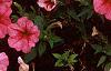 Petunia milliflora 'Fantasy Crystal Red', habit