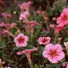 Petunia milliflora 'Fantasy Crystal Red', habit