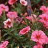 Petunia milliflora 'Fantasy Crystal Red', habit