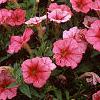 Petunia milliflora 'Fantasy Crystal Red', habit