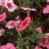 Petunia milliflora 'Fantasy Crystal Red', habit