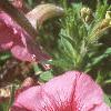 Petunia milliflora 'Fantasy Crystal Red', flowers