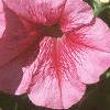 Petunia milliflora 'Fantasy Crystal Red', flowers
