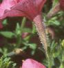 Petunia milliflora 'Fantasy Crystal Red', flowers