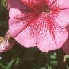 Petunia milliflora 'Fantasy Crystal Red', flowers