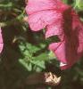 Petunia milliflora 'Fantasy Crystal Red', flowers