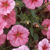 Petunia milliflora 'Fantasy Crystal Red', flowers