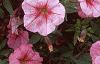 Petunia milliflora 'Fantasy Crystal Red', flowers