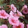 Petunia milliflora 'Fantasy Crystal Red', flowers