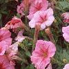 Petunia milliflora 'Fantasy Crystal Red', flowers