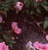 Petunia milliflora 'Fantasy Crystal Red', flowers