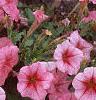 Petunia milliflora 'Fantasy Crystal Red', flowers