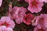 Petunia milliflora 'Fantasy Crystal Red', flowers