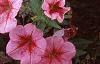 Petunia milliflora 'Fantasy Crystal Red', flowers