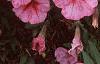 Petunia milliflora 'Fantasy Crystal Red', flowers