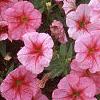 Petunia milliflora 'Fantasy Crystal Red', flowers