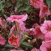 Petunia milliflora 'Fantasy Crystal Red', flowers