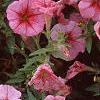 Petunia milliflora 'Fantasy Crystal Red', flowers
