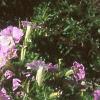 Petunia milliflora 'Fantasy Pink Morn', habit