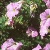 Petunia milliflora 'Fantasy Pink Morn', habit