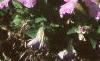 Petunia milliflora 'Fantasy Pink Morn', habit