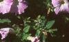 Petunia milliflora 'Fantasy Pink Morn', habit