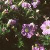 Petunia milliflora 'Fantasy Pink Morn', habit