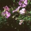 Petunia milliflora 'Fantasy Pink Morn', habit