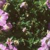 Petunia milliflora 'Fantasy Pink Morn', habit