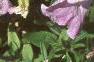 Petunia milliflora 'Fantasy Pink Morn', flowers